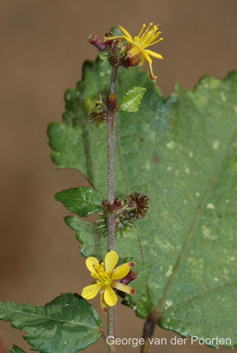 Triumfetta rhomboidea Jacq.